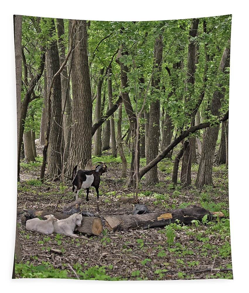 Goats Tapestry featuring the photograph 2022 Visiting Goats 1 by Janis Senungetuk