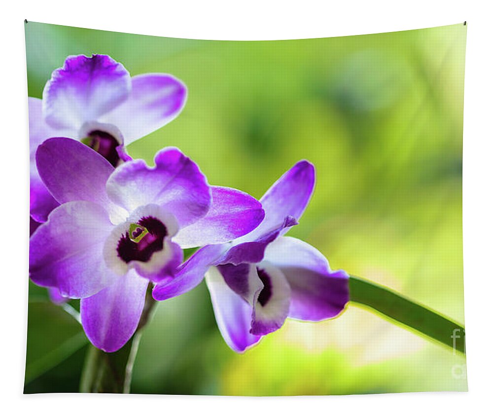 Background Tapestry featuring the photograph Purple Orchid Flowers #22 by Raul Rodriguez