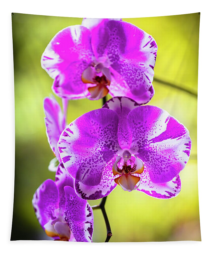 Background Tapestry featuring the photograph Purple Orchid Flowers #25 by Raul Rodriguez