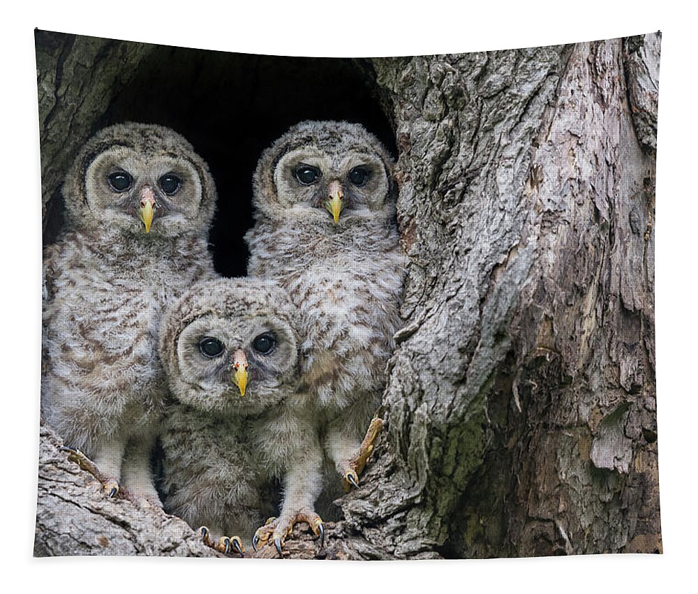 Cute Owlet Tapestry featuring the photograph Pardon Me Is it a New Nikon Z9 Mirrorless Camera - Baby Barred Owls by Puttaswamy Ravishankar