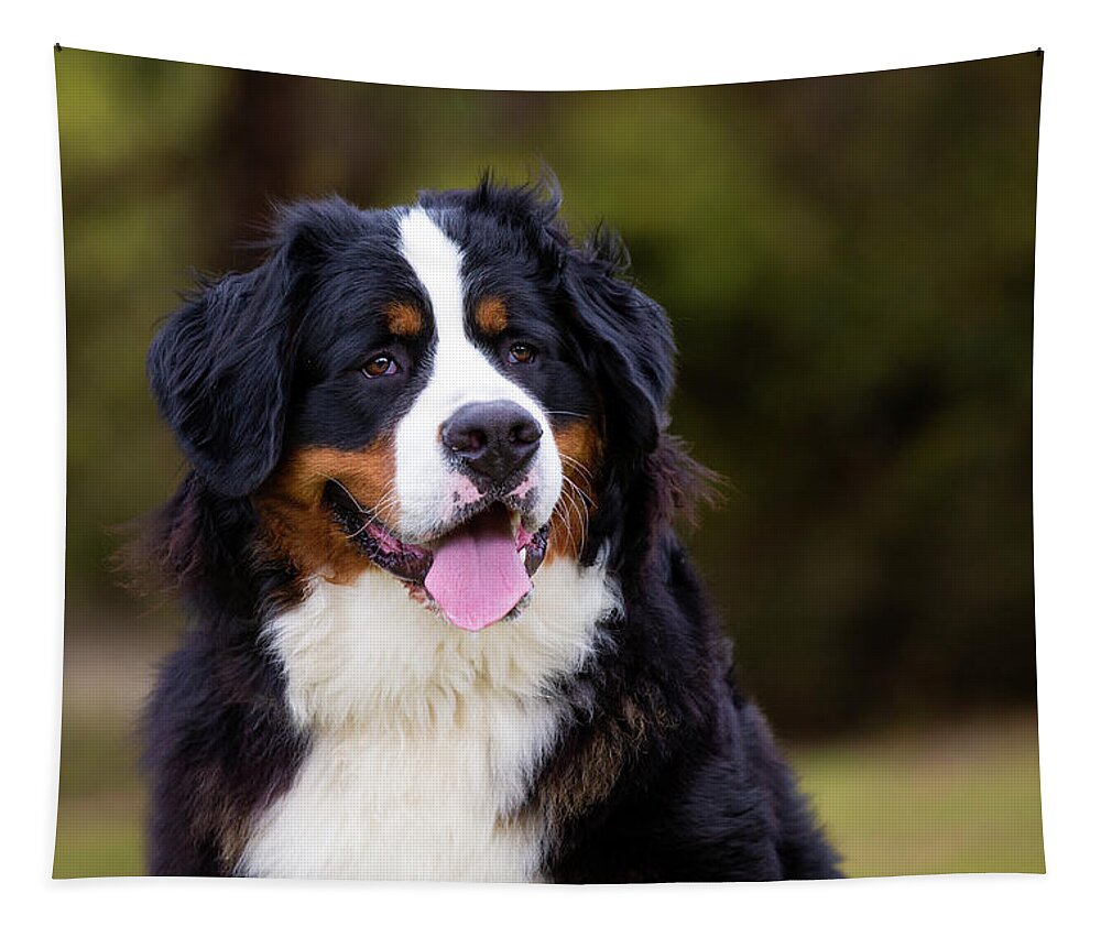 Bernese Mountain Dog Tapestry featuring the photograph Bernese Mountain Dog Portrait by Diana Andersen