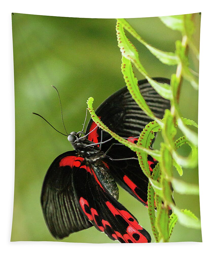 Butterflyconservatory Tapestry featuring the photograph Butterfly red markings on black #3 by SAURAVphoto Online Store