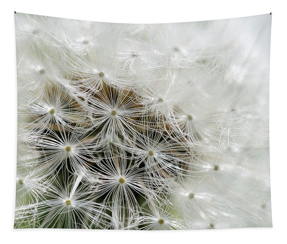 Flowers Tapestry featuring the photograph Dandelion, Cowichan Valley, Vancouver Island, British Columbia #3 by Kevin Oke