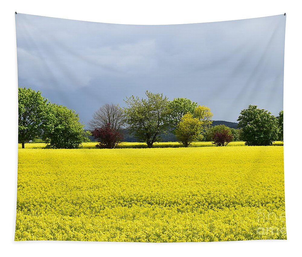 Rapeseed Tapestry featuring the photograph Fields of gold #3 by Joe Cashin