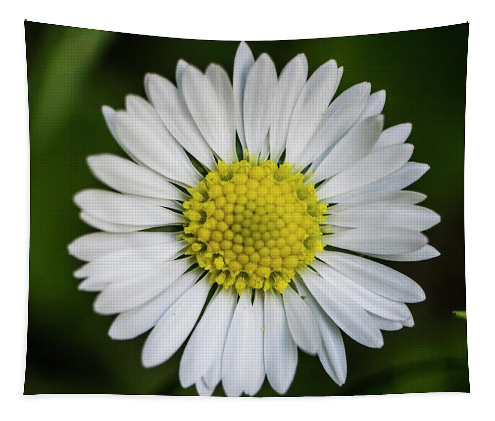Flower Tapestry featuring the photograph Flower #5 by Robert Grac