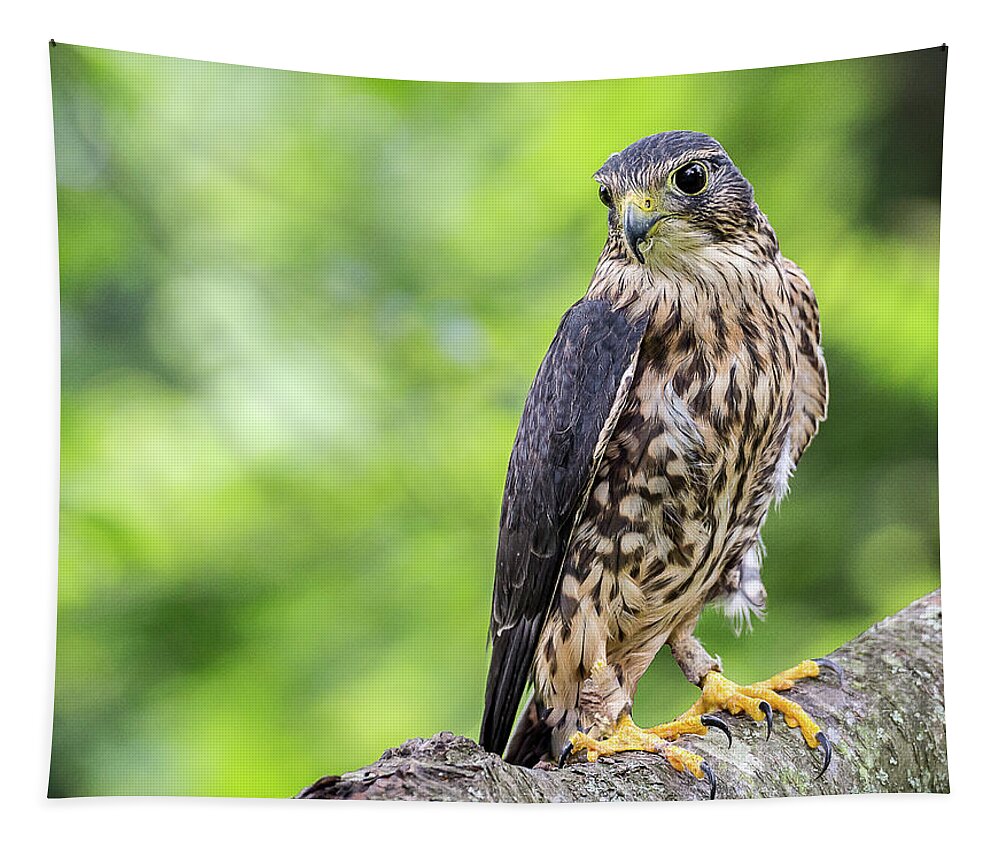 Raptors Hawk Tapestry featuring the photograph Hawk #3 by Robert Miller