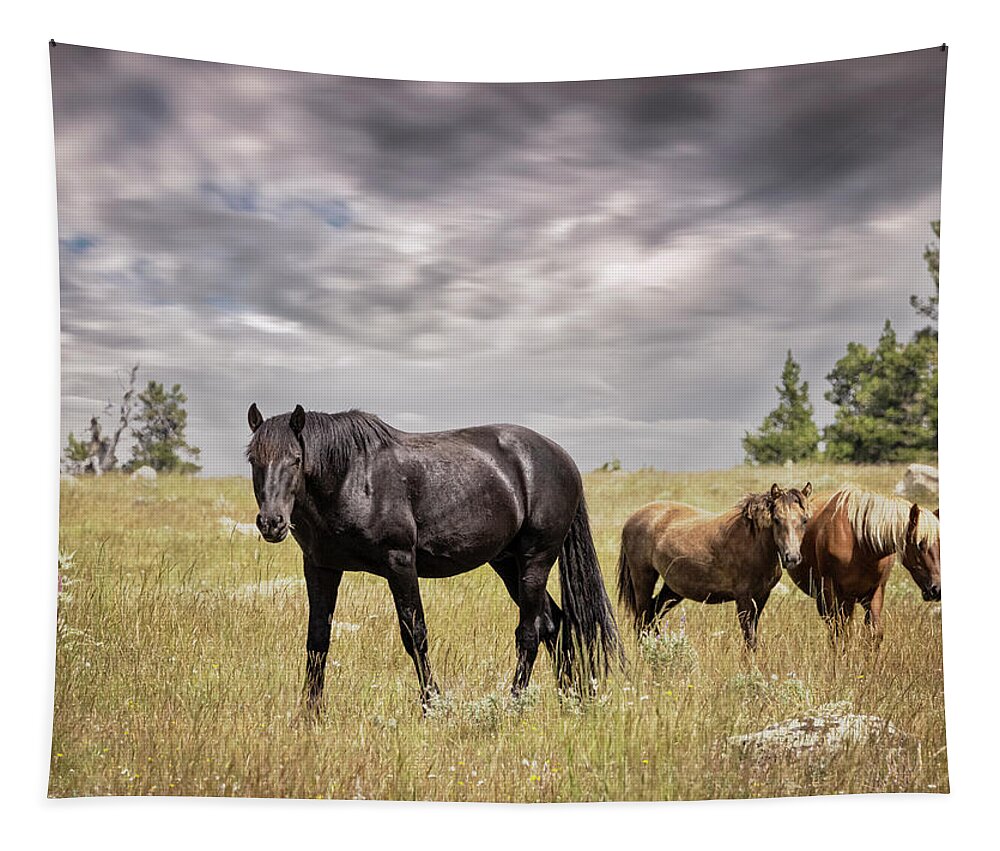 Horse Tapestry featuring the photograph Stallion #3 by Laura Terriere
