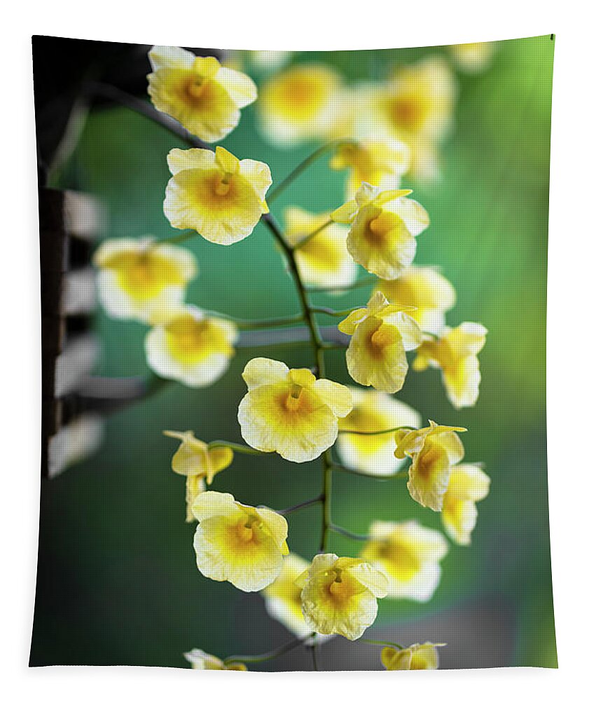 Background Tapestry featuring the photograph Yellow Orchid Flowers #3 by Raul Rodriguez