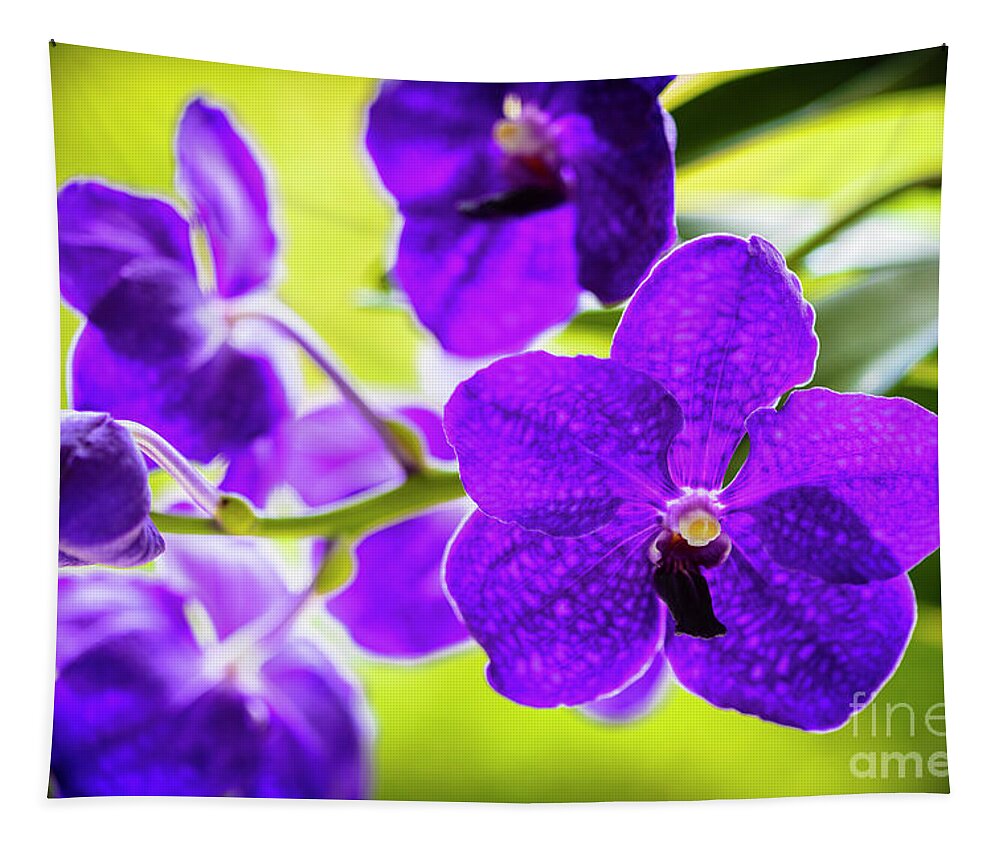 Background Tapestry featuring the photograph Purple Orchid Flowers #30 by Raul Rodriguez