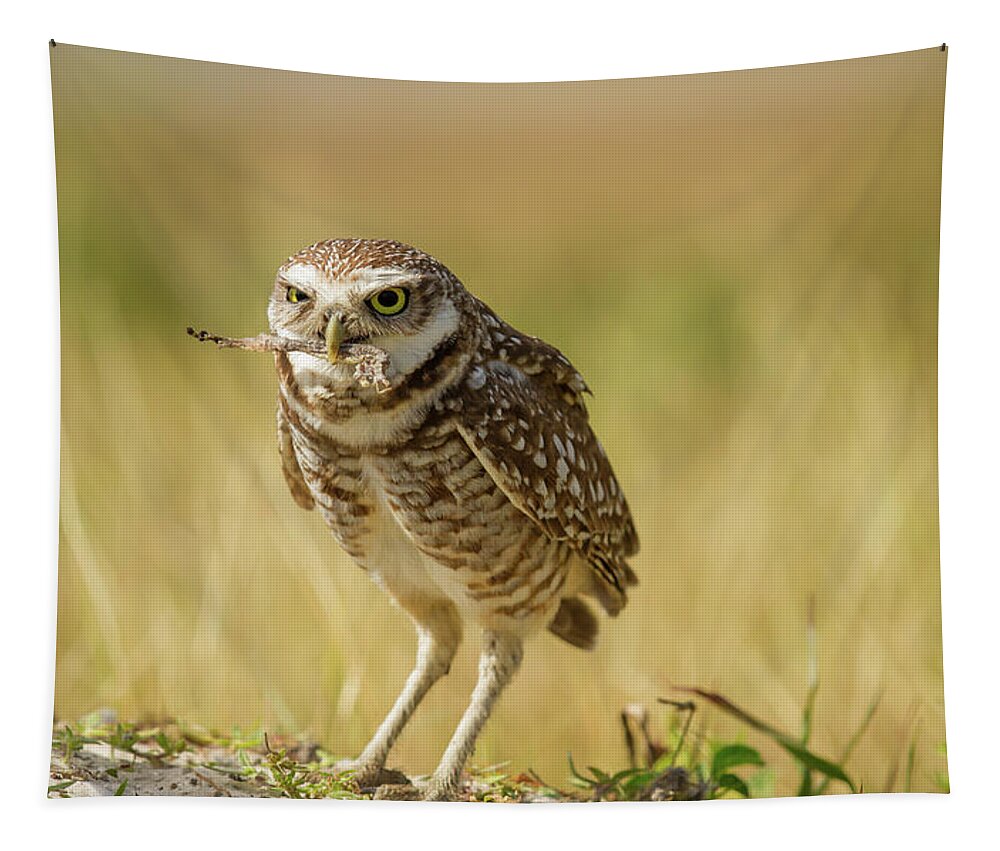 Owl Tapestry featuring the photograph Burrowing Owl by Doug McPherson