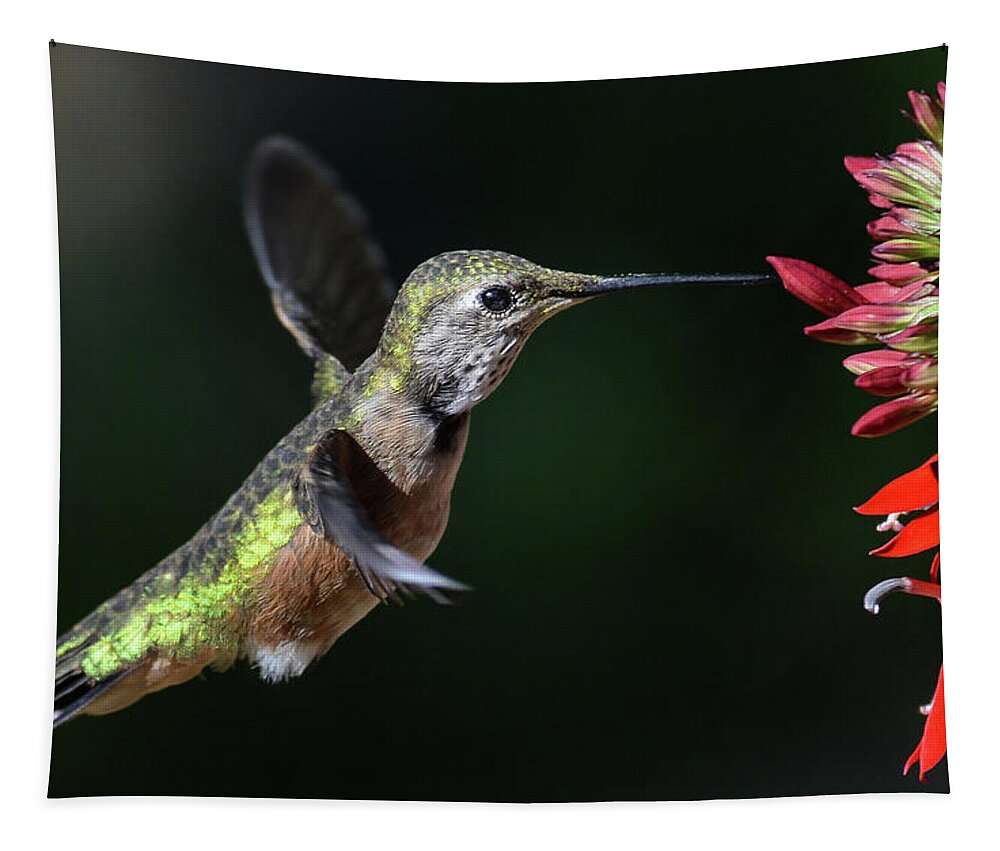 Hummingbird-bright Red Lobelia- Images Of Birds- Photographer Rae Ann M. Garrett- Photographs Of Broadtails- Tapestry featuring the photograph 334 by Rae Ann M Garrett