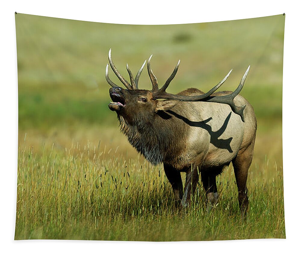 Rocky Tapestry featuring the photograph Bull Elk Bugling #4 by Gary Langley