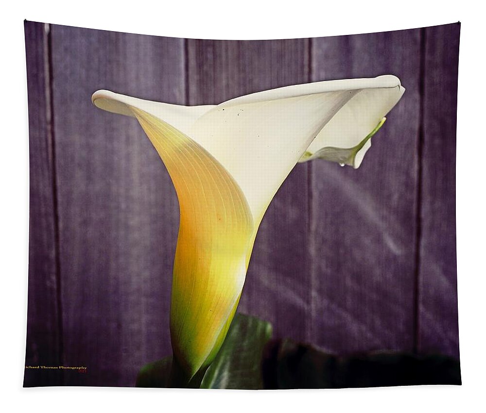 Winter Tapestry featuring the photograph Calla Lily Winter #4 by Richard Thomas