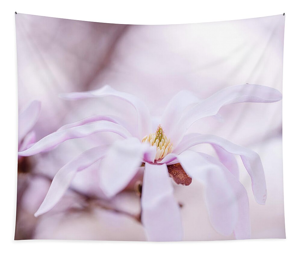 Magnolia Tapestry featuring the photograph Magnolia #4 by Nailia Schwarz
