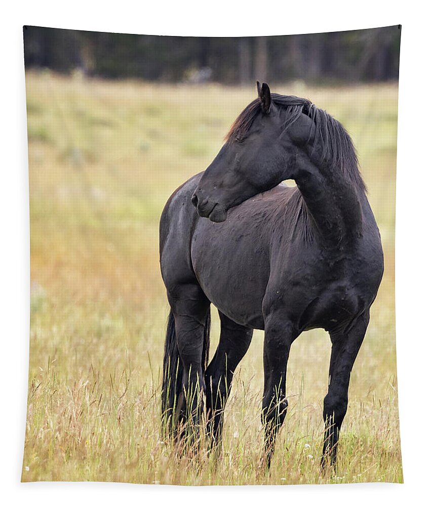 Horse Tapestry featuring the photograph Stallion #4 by Laura Terriere