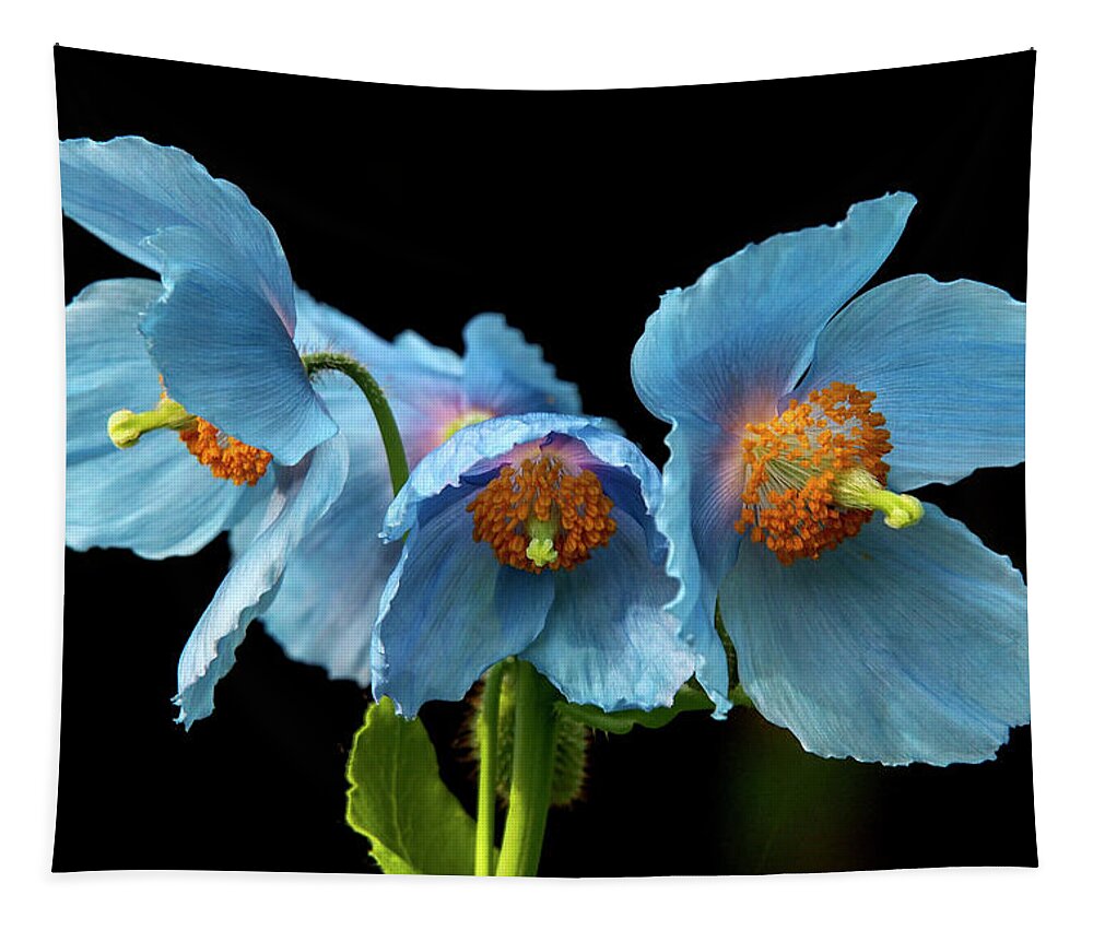 Himalayan Blue Poppies Tapestry featuring the photograph Blue Poppies #4 by Louise Tanguay