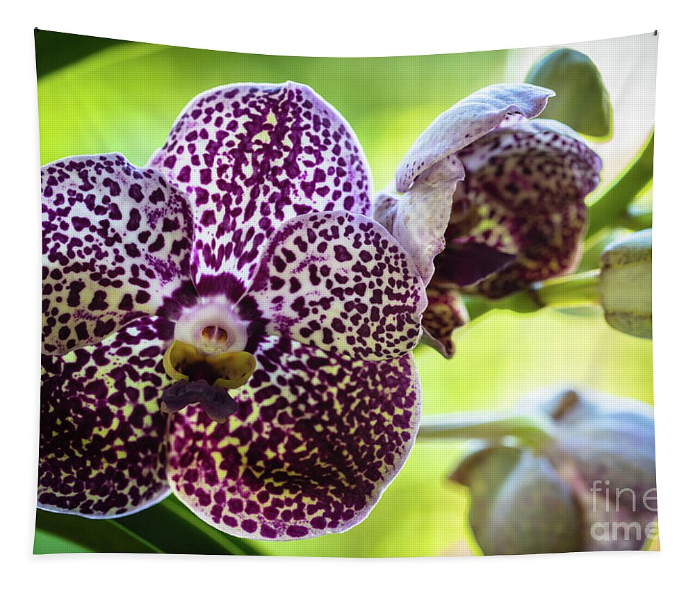 Ascda Kulwadee Fragrance Tapestry featuring the photograph Spotted Vanda Orchid Flowers #5 by Raul Rodriguez
