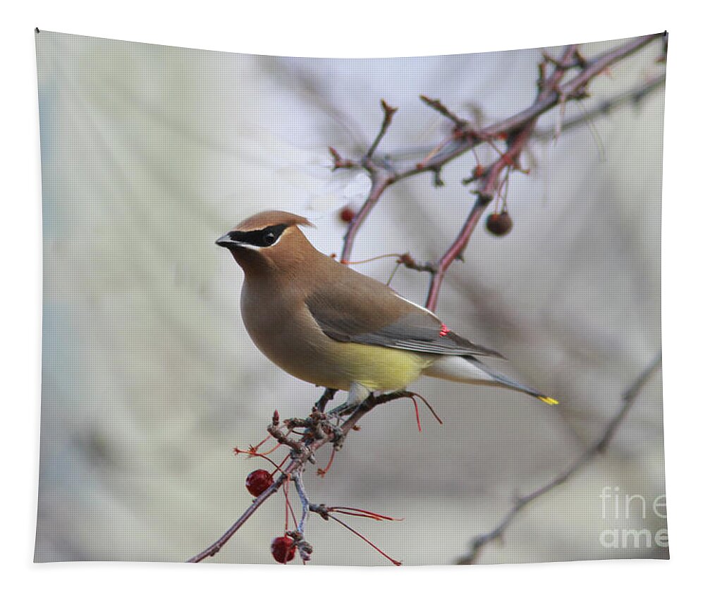 Cedar Waxwing Tapestry featuring the photograph Cedar Waxwing #6 by Gary Wing