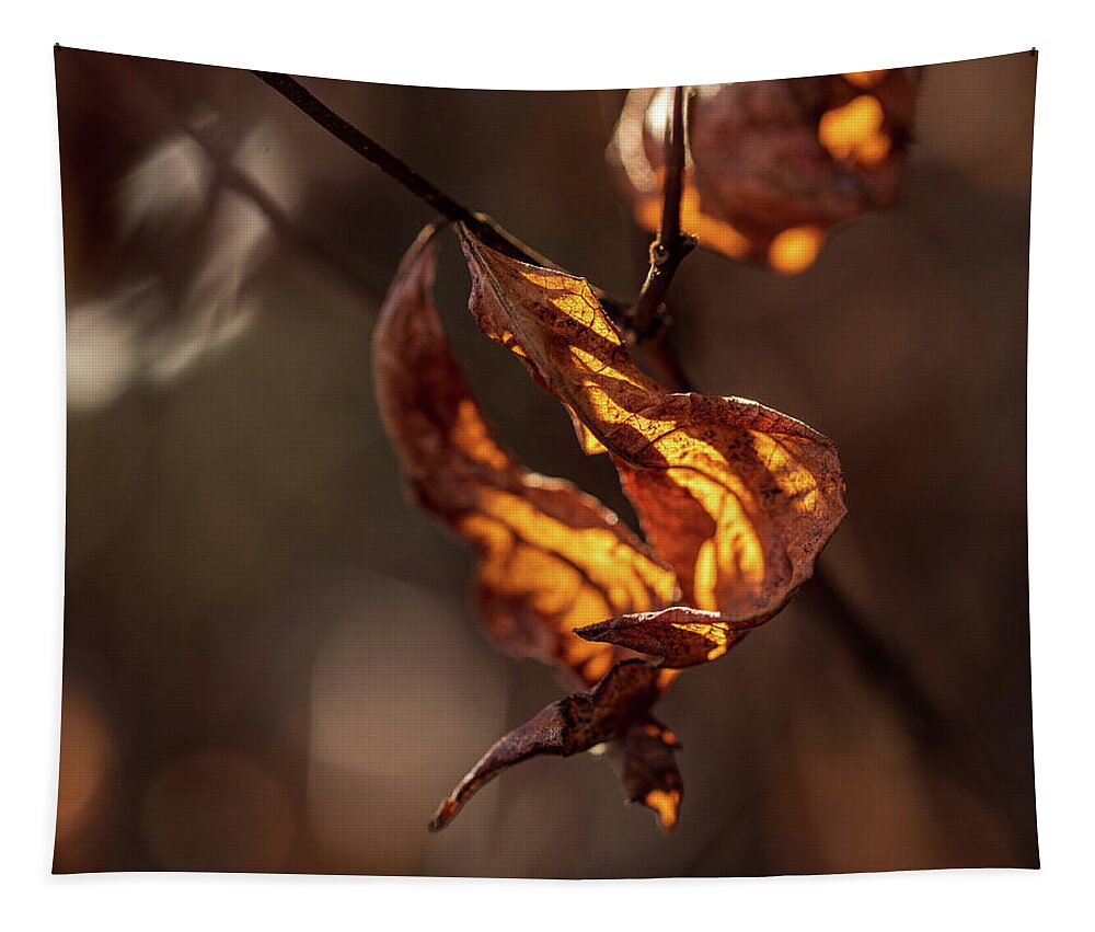 Landscape Tapestry featuring the photograph Nature Photography - Fall Leaves by Amelia Pearn