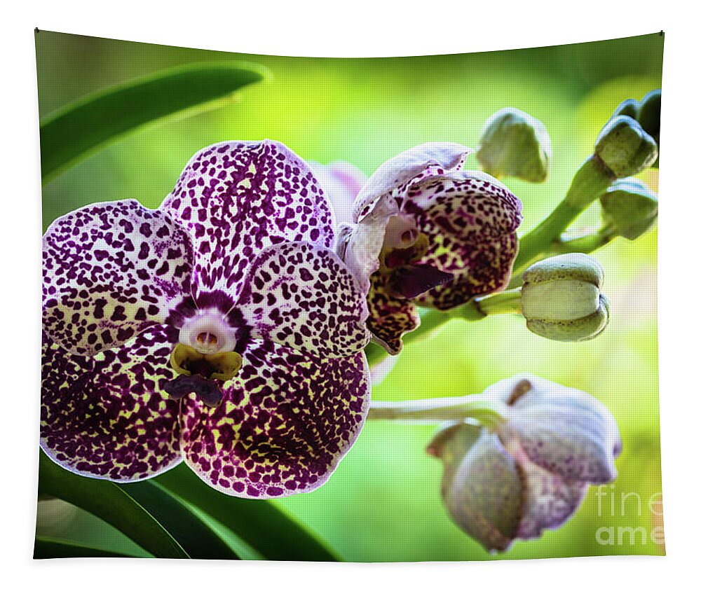 Ascda Kulwadee Fragrance Tapestry featuring the photograph Spotted Vanda Orchid Flowers #6 by Raul Rodriguez