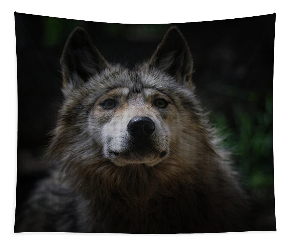 Wolf Tapestry featuring the photograph Mexican Grey Wolf #7 by Ernest Echols