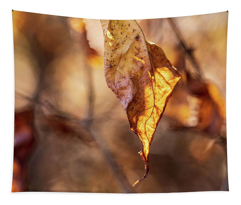 Landscape Tapestry featuring the photograph Nature Photography - Fall Leaves #8 by Amelia Pearn