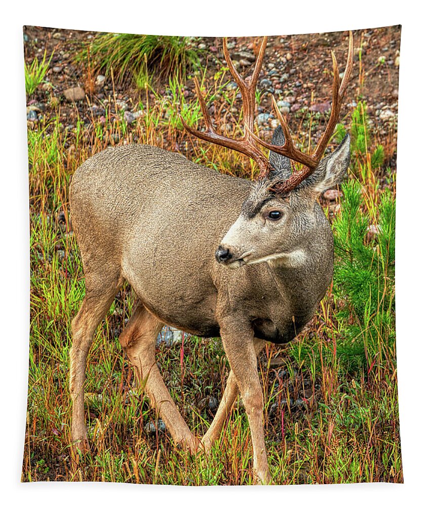 Deer Tapestry featuring the photograph 8 Point Buck by Kenneth Everett