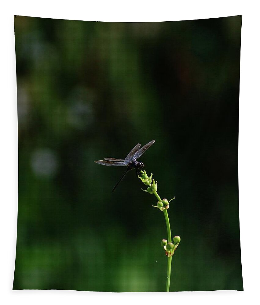 Beautiful Tapestry featuring the photograph A Beautiful Dragonfly by Philip And Robbie Bracco