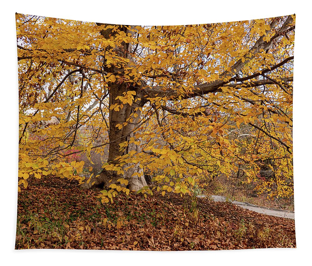 Autumn Tapestry featuring the photograph A Beech Beauty by Cornelis Verwaal