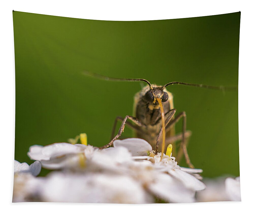 Nature Tapestry featuring the photograph A brown bug enjoying flower nectar by Maria Dimitrova