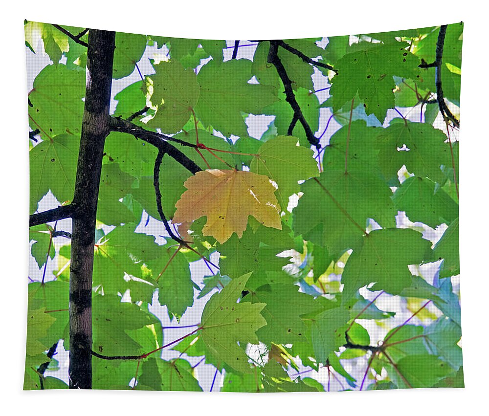 Background Tapestry featuring the photograph A Canopy Of Leaves by David Desautel