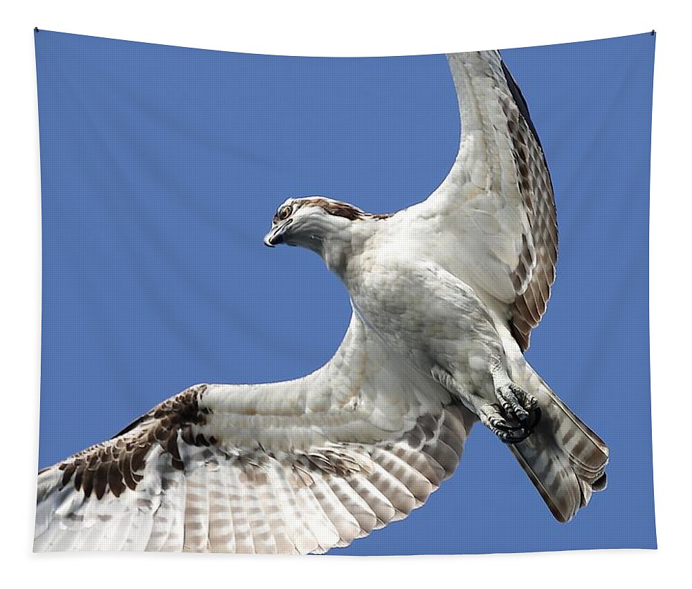 Osprey Tapestry featuring the photograph A Close-Up of Osprey by Mingming Jiang