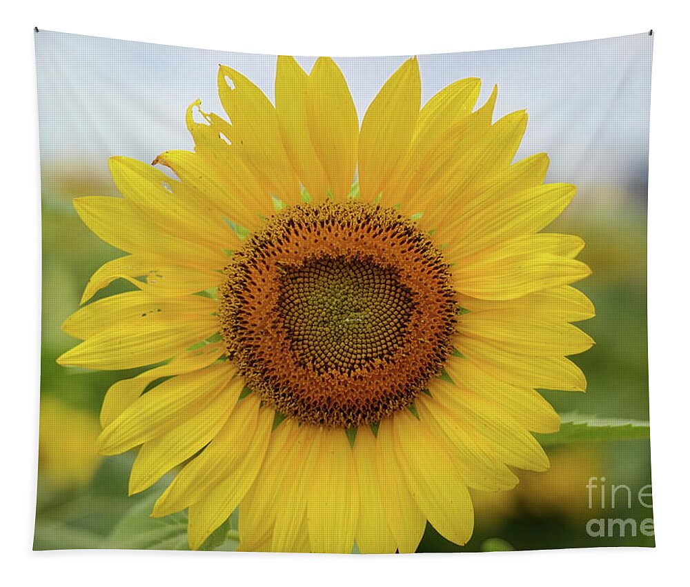 Sunflowers Tapestry featuring the photograph A field of sunflower by Diana Mary Sharpton