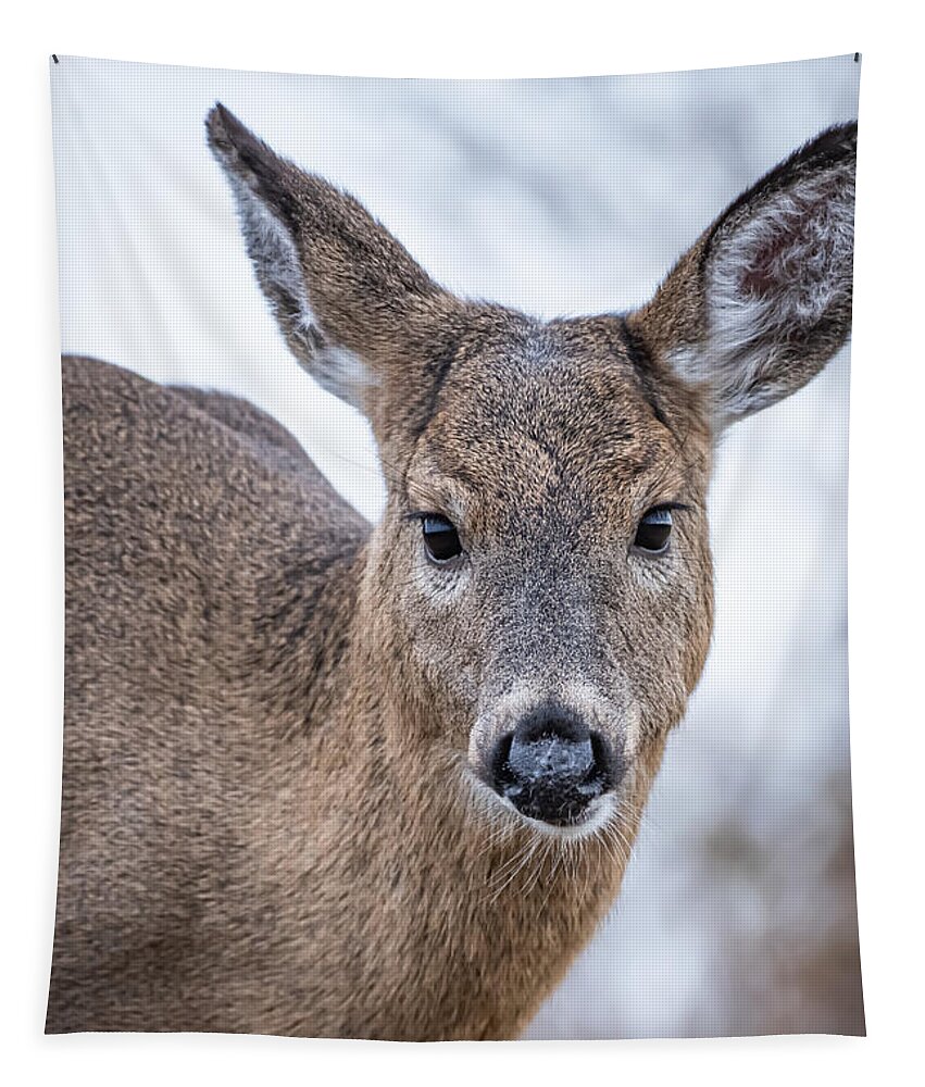 Deer Tapestry featuring the photograph A Good Look by Linda Bonaccorsi