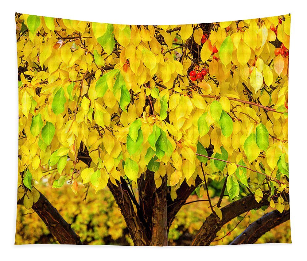 Fall Tapestry featuring the photograph A Little Red With Fall by Pamela Dunn-Parrish