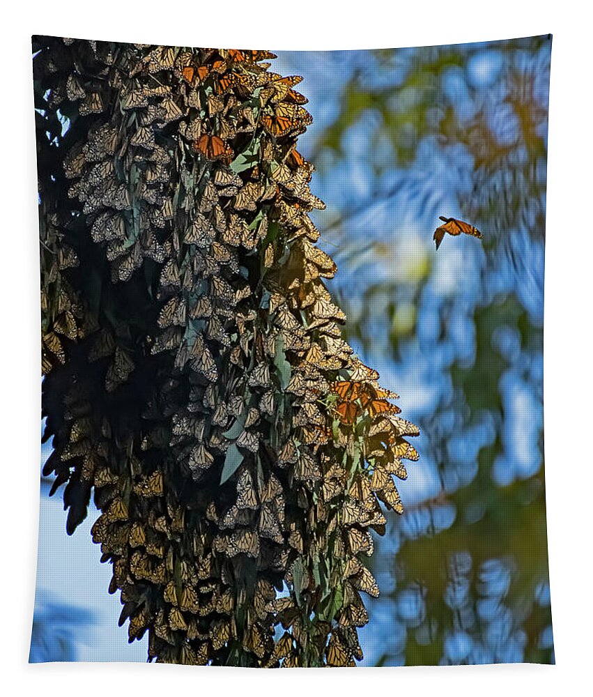 Monarch Tapestry featuring the photograph A Lone Monarch Butterfly Returning to Cluster - Santa Cruz Natural Bridge State Park by Amazing Action Photo Video