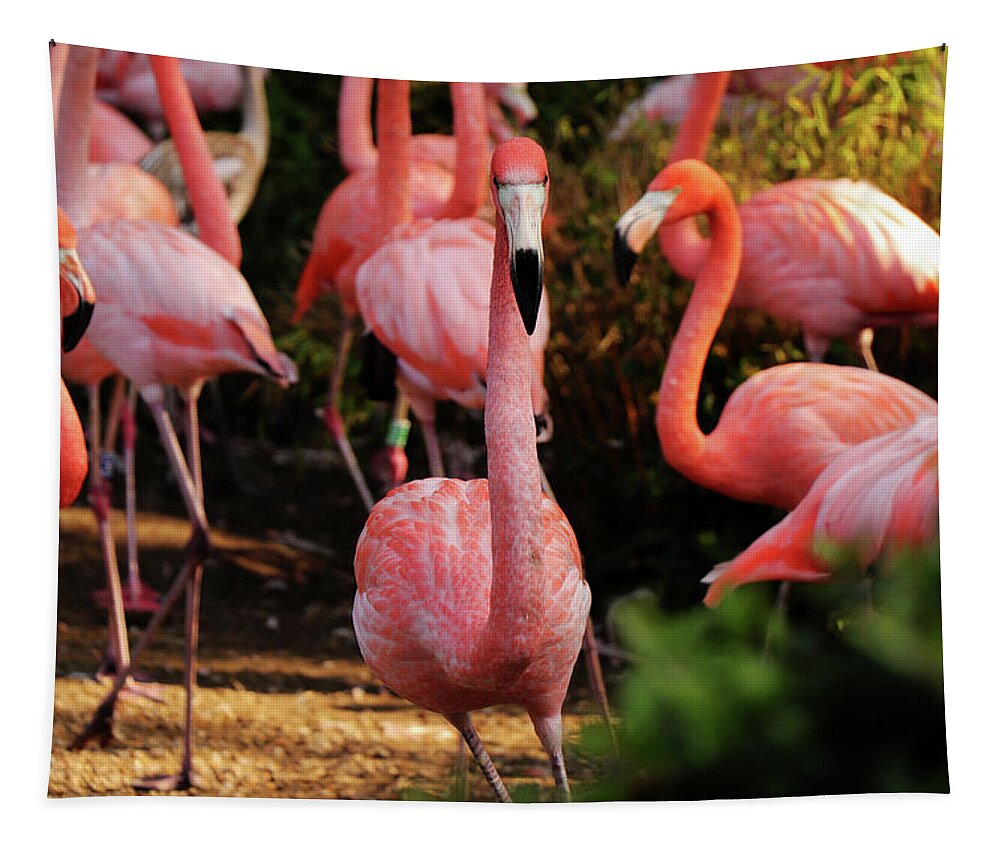 American Flamingo Tapestry featuring the photograph American flamingo - Hey, you stay by Vaclav Sonnek