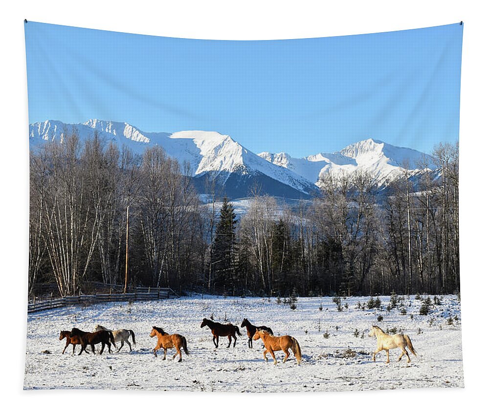 Winter Tapestry featuring the photograph A New Day by Listen To Your Horse