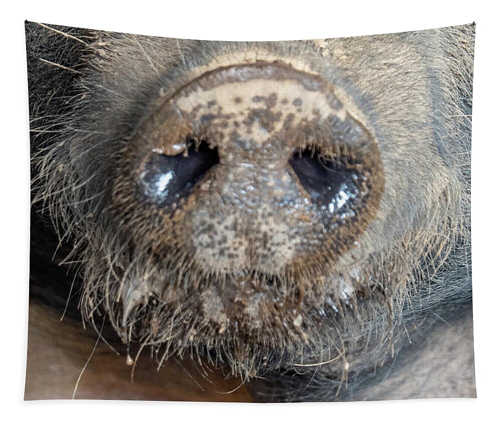 Pig Tapestry featuring the photograph A Nose Only a Mother Could Love by Leslie Struxness