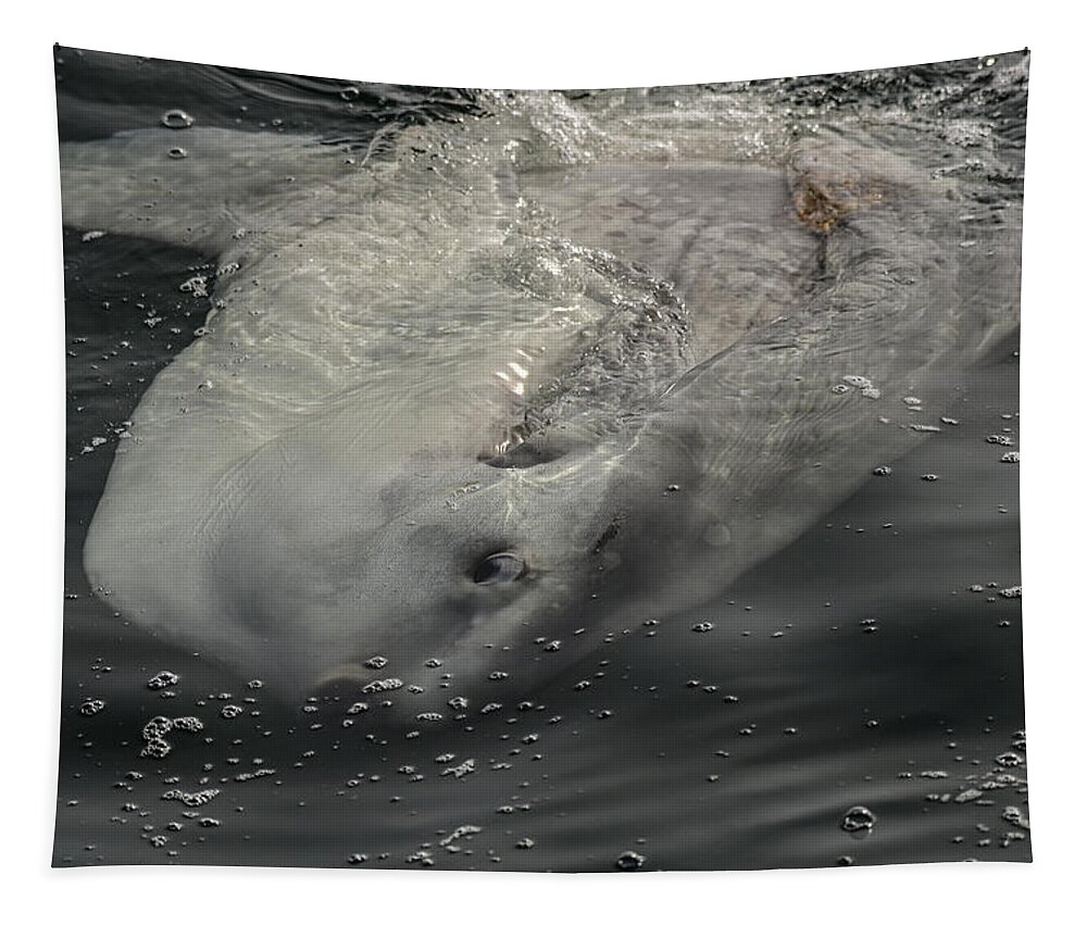  Mola Mola Tapestry featuring the photograph A Ocean Sunfish - Mola mola by Amazing Action Photo Video