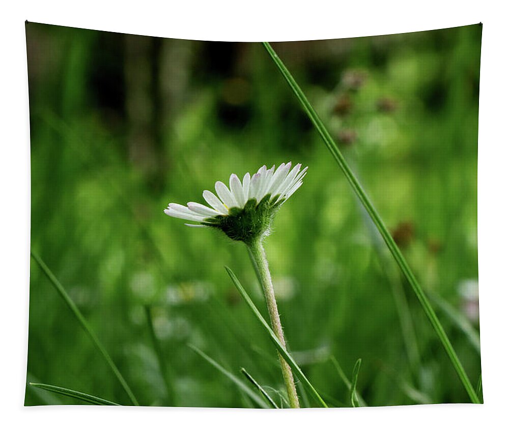Bellis Perennis Tapestry featuring the photograph A one daisy in the middle of grassland. View is from down heading up. Springtime and summer come to our lands by Vaclav Sonnek