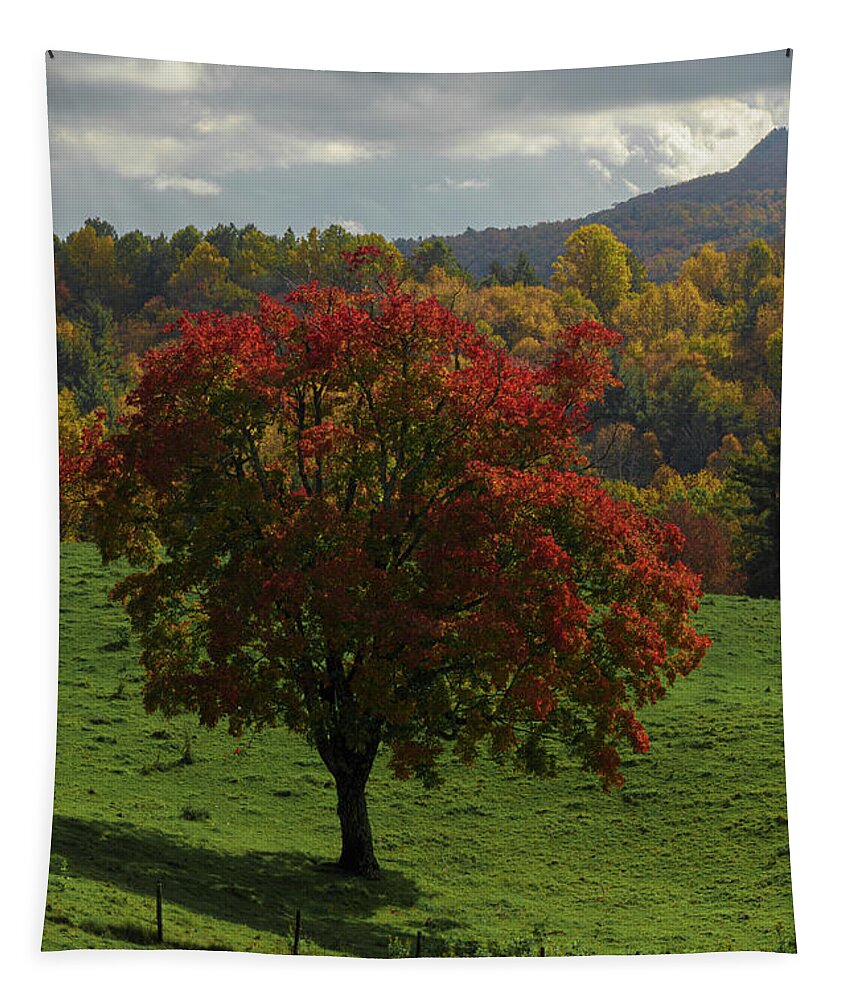 Sunlight Tapestry featuring the photograph A Patch of Sunlight by Steve Templeton