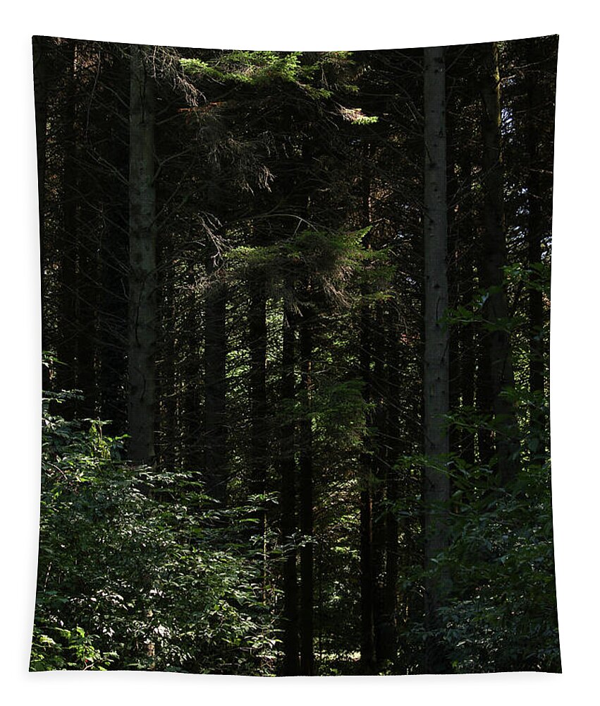 A Path Through Tapestry featuring the photograph A path through the tall trees vertical by Eddie Barron