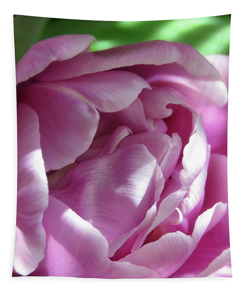 Tulip Tapestry featuring the photograph A Pink Tulip Opening Up In The Garden by Johanna Hurmerinta