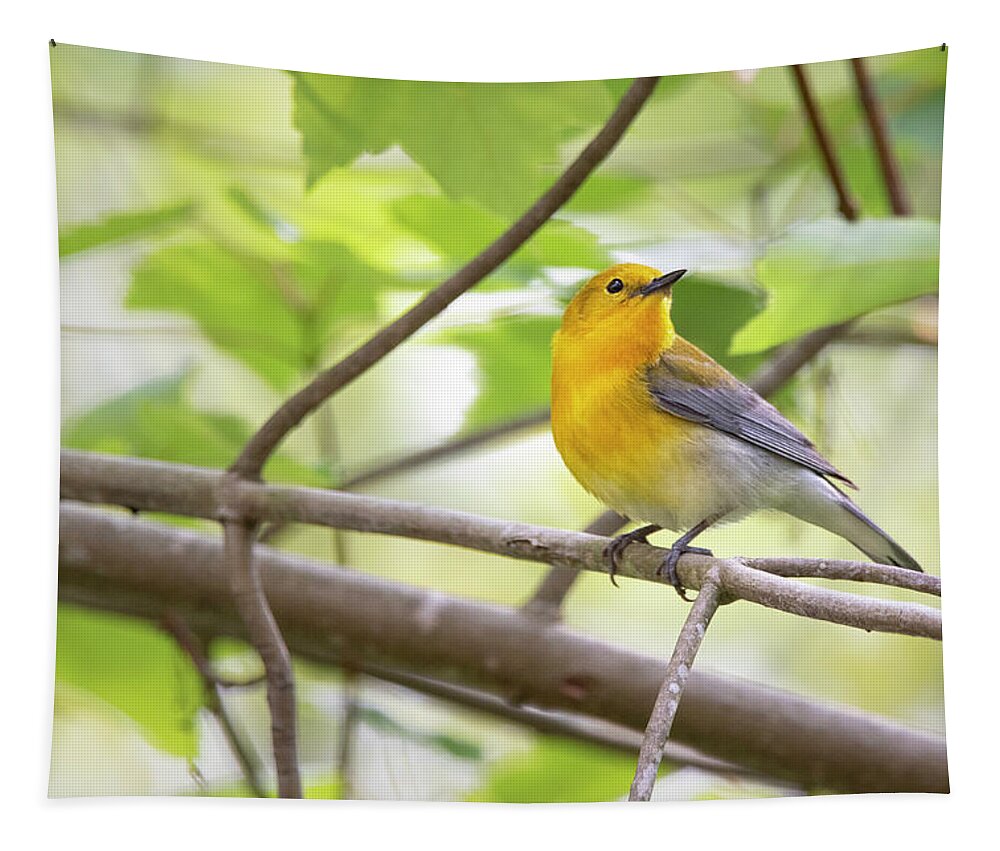 Prothonotary Warbler Tapestry featuring the photograph A Prothonotary Warbler is Perched in the Croatan National Forest by Bob Decker