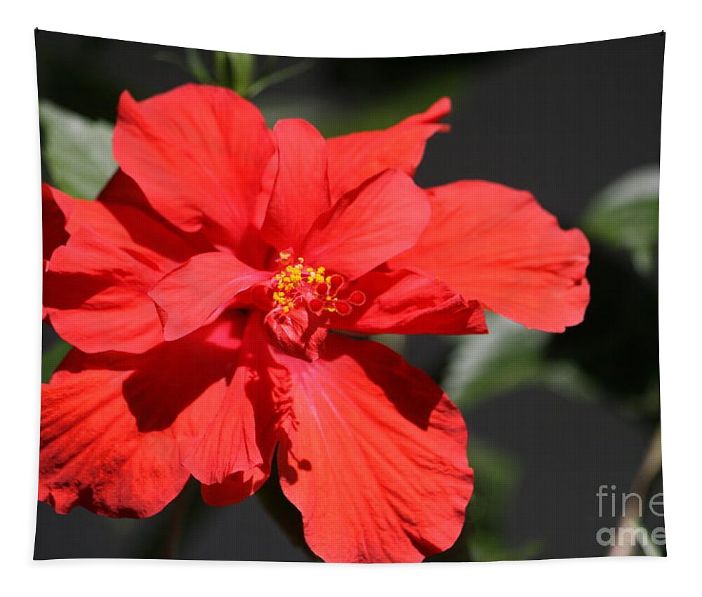 Red Tapestry featuring the photograph A Red Hibiscus by Philip And Robbie Bracco