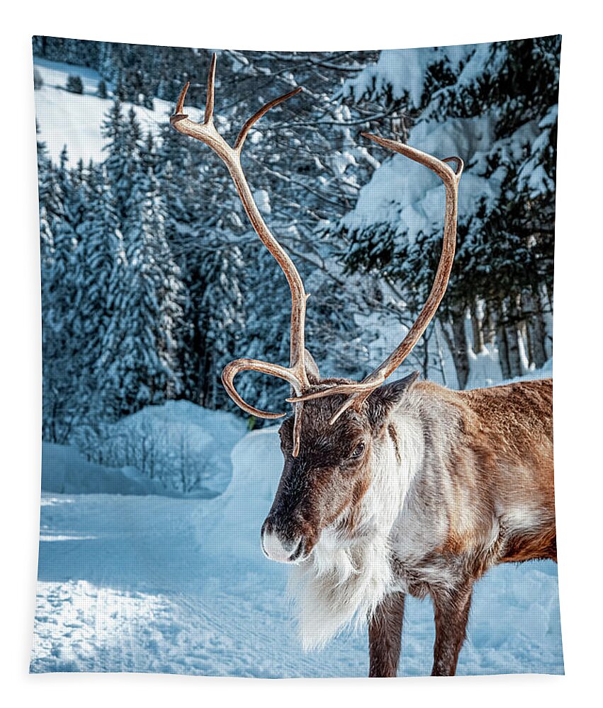 Geneva Tapestry featuring the photograph A reindeer walks on a snowy road by Benoit Bruchez