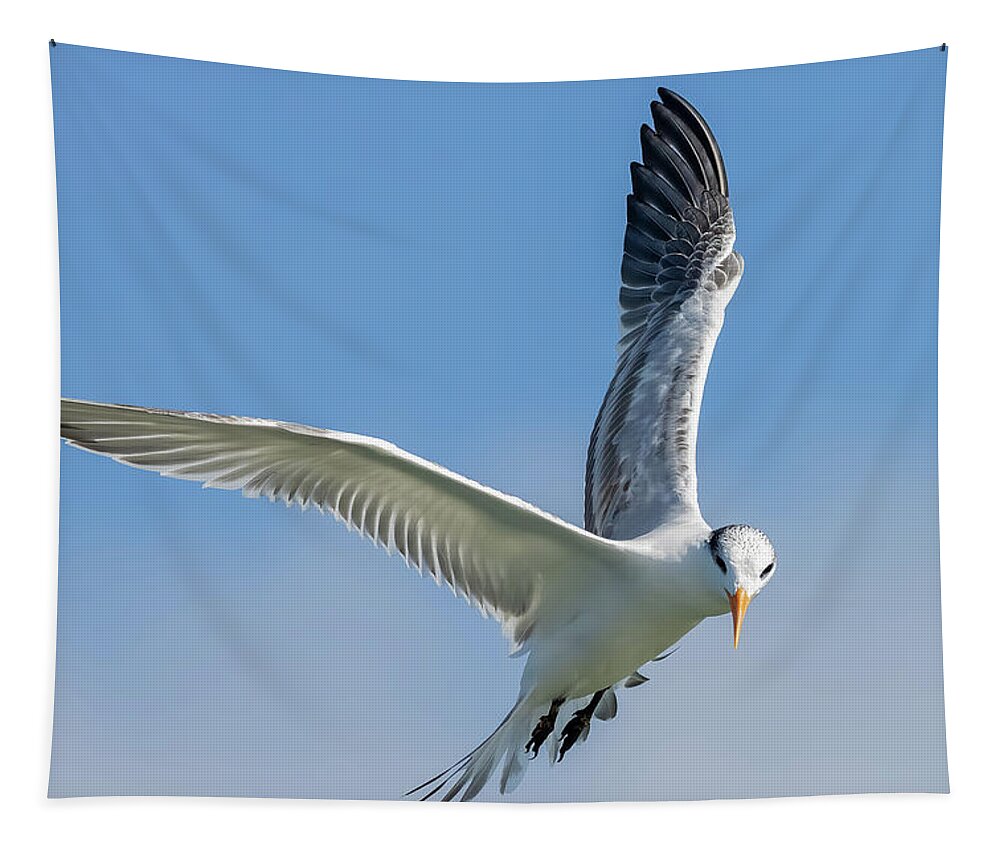 Royal Tern Tapestry featuring the photograph A Royal Pause by RD Allen