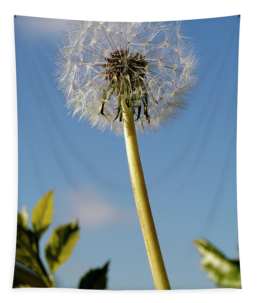 Alone Tapestry featuring the photograph A single dandelion is ready to get blown by the wind by Gunther Allen