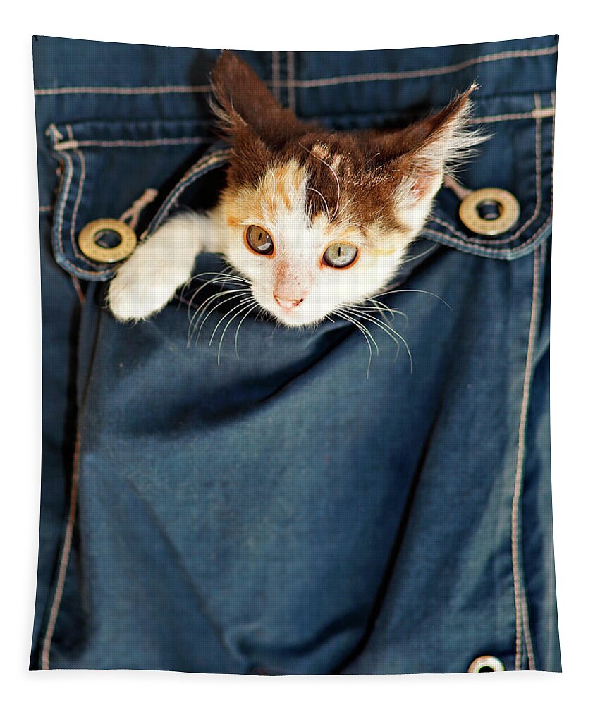 Cat Tapestry featuring the photograph A small kitty inside a pocket by Constantinos Iliopoulos